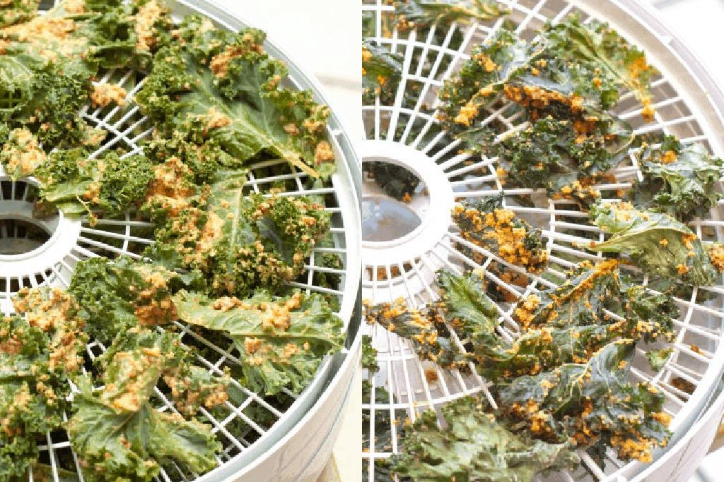 food processor with coated kale and another rack with dehydrated kale.