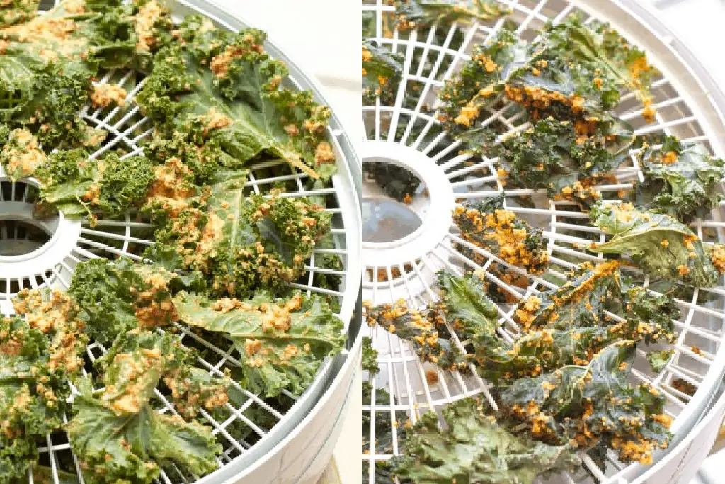 food processor with coated kale and another rack with dehydrated kale.