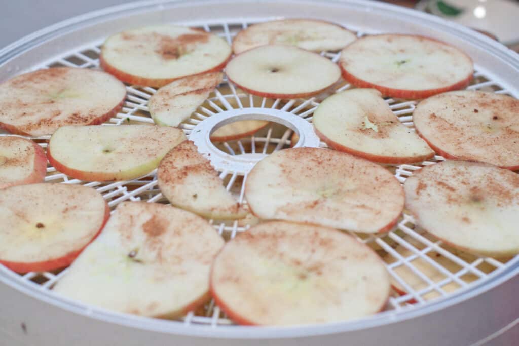 apple slices on a dehydrator.